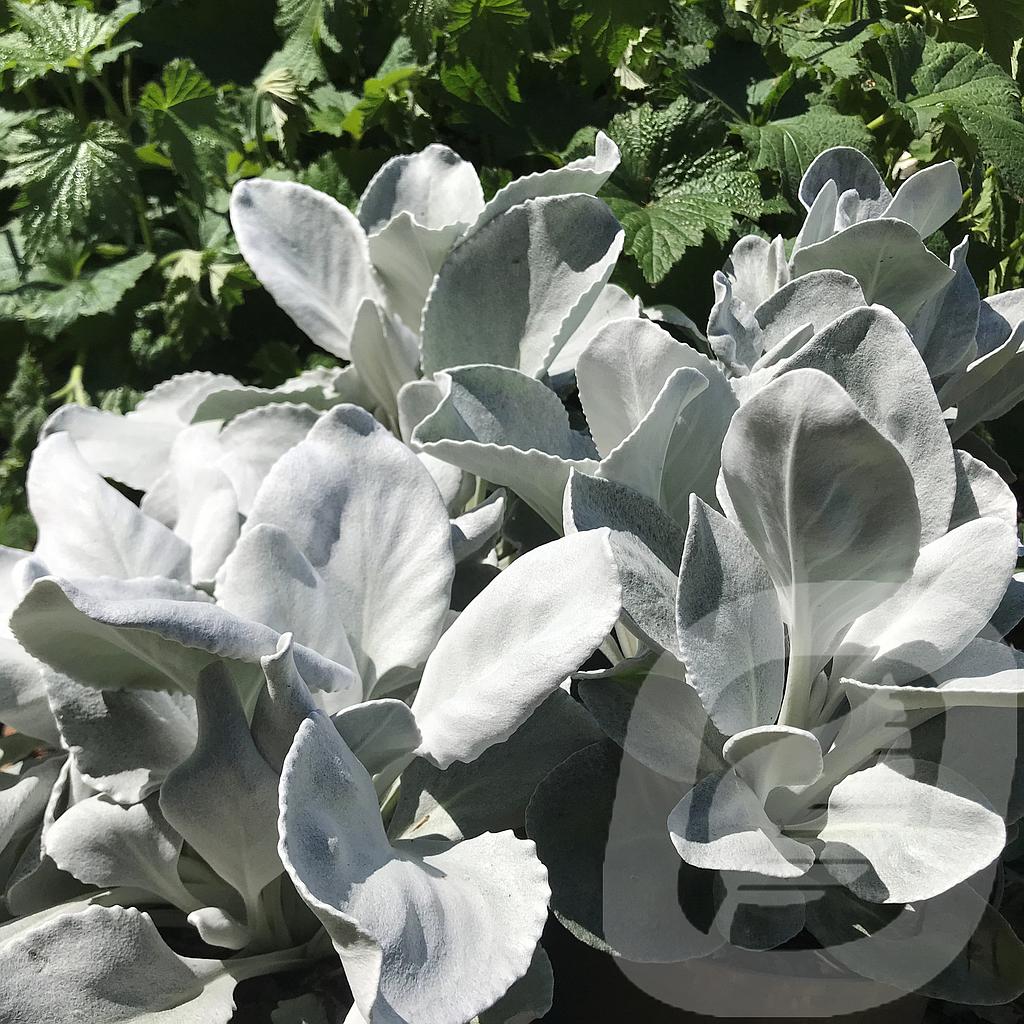 Senecio 'Angel Wings'® Plantor
